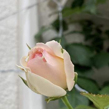 つるバラ壁面誘引の投稿画像一覧 Greensnap グリーンスナップ