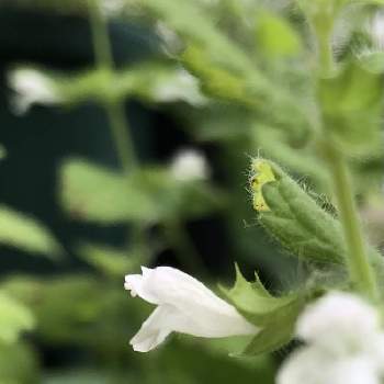 レモンバームの花の投稿画像一覧 Greensnap グリーンスナップ
