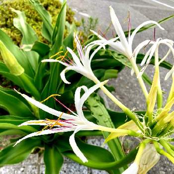 ハマユウの花の投稿画像一覧 Greensnap グリーンスナップ
