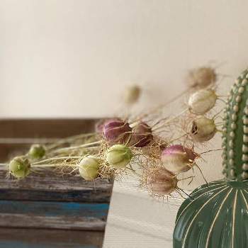 ニゲラの実の画像 by ༚˚✧₊⁎ HAPPIER ⁎⁺˳✧༚さん | ニゲラの実とクロタネソウとニゲラと植物のある暮らしとドライフラワーとブルーフラワーガーデンとおうち園芸と花の実とお花の種と可愛いと花のある暮らしとミックスシード