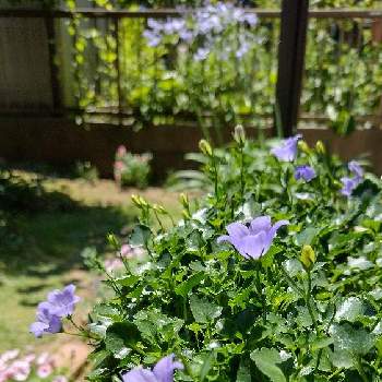 カンパニュラ メリーベル＊の画像 by 菜の花さん | 小さな庭とブルーの花とカンパニュラ メリーベル＊とPWと森森の会