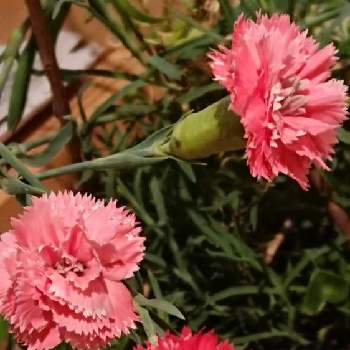 種からの幸せの画像 by 薔薇姫さん | 階段/廊下とカーネーションとカーネーション♡とカーネーション❤︎と種からの幸せとピンクの花とカーネーション＊と種から育てましたとカーネーション。とYukoさんのピンクワールドへようこそとカーネーション♪とピンクのカーネーションとカーネーション☘️とカーネーション鉢栽培とカーネーション✨とカーネーション✿と可愛いカーネーションとチーム福岡と種から育てた子とカーネーション！と種から育てた花