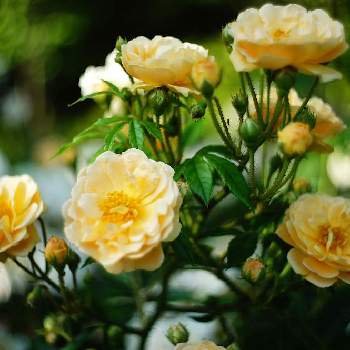 黄色いバラの画像 by XLCRさん | お出かけ先とバラとグリーンアクセサリー♪とばら バラ 薔薇と黄色い花と花を撮る暮らしと黄色いバラ