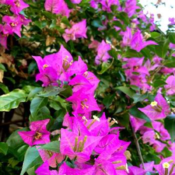 花を愛でるの画像 by hana .・✿さん | フェンスと初夏と公園散歩♪と美しい花と花を愛でるとピンクのお花とプーゲンビリアとお花は癒しと癒し♡