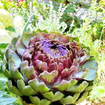 アーティチョーク栽培の一覧 Greensnap グリーンスナップ