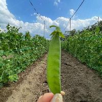 農作業,お野菜,北の大地北海道,まめ♡,北海道からの画像