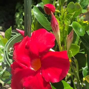 #花と生きるサントリーの画像 by kumi rinさん | 小さな庭とサンパラソル スカーレットと初めてのお花とサントリー フラワーズと庭に咲いたお花と#花と生きるサントリー