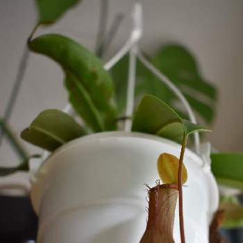 ネペンテス,ネペンテス・アラータ,食虫植物の画像