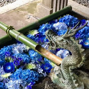 青い紫陽花の画像 by すみっ子さん | お出かけ先と青い紫陽花と花手水