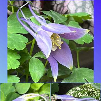 お気に入り♪の画像 by 仁美さん | 小さな庭と癒される♡と紫のお花♡と魅力的✩°｡⋆と西洋オダマキ✨と蕾 開きかけたよ ❤︎と小さな幸せ♡と鉢植えとお気に入り♪と蕾ちゃん ❤︎