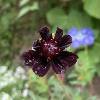 チョコレートコスモス,謎の植物,iPhone撮影,小さな庭の画像