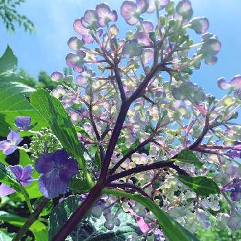 おさんぽ,青いお花,紫陽花 アジサイ あじさい,あじさいフォトコンテスト2022,花のある暮らしの画像