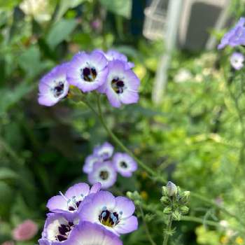 地元愛の画像 by ももさん | 小さな庭とギリア・トリコロールと地元愛と札幌からとマイガーデンと小花が可愛いと花のある暮らしと北海道と紫の花