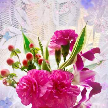 たのしい,癒やし,ヒベリカムの実,ブルーミー(bloomee),お花の定期便の画像
