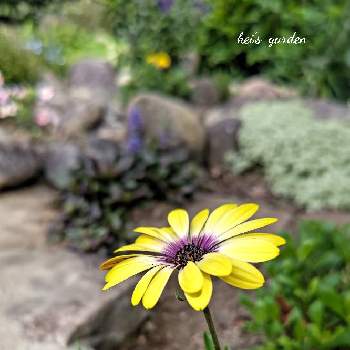 花の写真の画像 by keiさん | 広い庭とオステオスペルマム ブルーアイビューティーとオステオスペルマムと花の写真と花壇とマイガーデンと黄色い花と庭のある暮らしとガーデニングと花のある暮らし