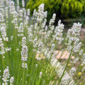 白いラベンダー の投稿画像一覧 Greensnap グリーンスナップ