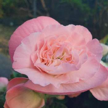 ピンク色のお花の画像 by ドジエさん | 小さな庭と*ベコニア*とGS日和と季節のお花と休日を楽しむ♪と自然の癒しと花のある暮らしとピンク色のお花とGSを楽しむ♪