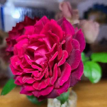 赤いバラの画像 by かのんさん | 部屋とチーム東京とGSの皆さまに感謝♡と2020年5月同期とおしゃれな土曜日♪とバラ大好きと薔薇アストリットグレーフィンフォンハルデンベルグと香りの良いバラと平和を願う☆とバラが好きと赤いバラ