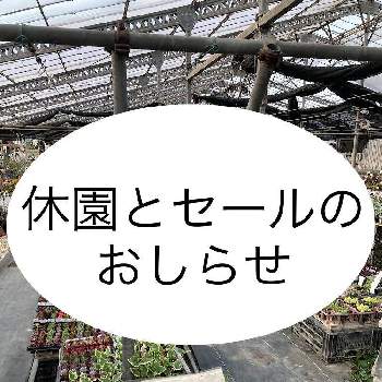 多肉植物,ハンギングバスケット,神奈川,横浜,季節の花の画像