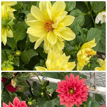 手作り花壇の画像 by Rose faireさん | 小さな庭とお花大好き♡とあか❤とおうち園芸とビタミンカラーと手作り花壇と花のある暮らし