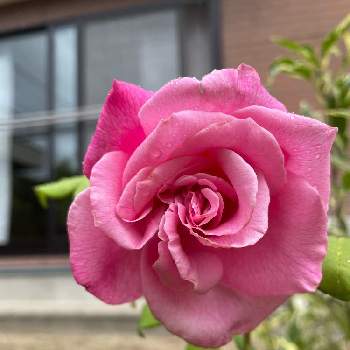 薔薇 ほほえみの画像 by Angela350さん | 広い庭と薔薇芳純とやさしい色...とバラと暮らすといやされる♡と花だいすきとピンクと薔薇 ほほえみと花のある暮らしと香り高い薔薇と微笑み