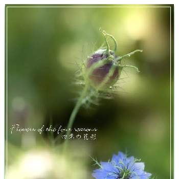 ニゲラ,クロタネソウ,こぼれ種,青い花,おうち園芸の画像
