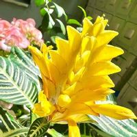 アフェンドラ ダニア,花言葉,ピンクの観葉植物,iPhone13pro,フエール病予備軍の画像