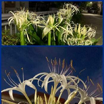 ハマユウの花の投稿画像一覧 Greensnap グリーンスナップ