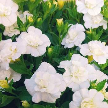 沢山のお花の画像 by スイトピー好きさん | 小さな庭とカリブラコアと沢山のお花と癒される♡と白が綺麗と丸くて可愛いと優しい色と花びらが可愛い