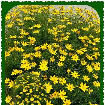 黄色いお花の画像 by ぴょんさん | イトバハルシャギクとだいすきと可愛い❤と綺麗なお花❤と近所の花と好みの色と花のある暮らしと黄色いお花と散歩中と爽やかな色