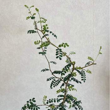 ソフォラ　 リトルベイビーの画像 by エリスさん | 部屋とソフォラ　リトルベイビーと観葉植物とソフォラ属とソフォラ　 リトルベイビーと鉢植えと観葉植物のある暮らし