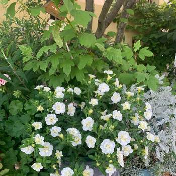 初夏の庭の画像 by naminamiさん | 小さな庭とスーパーベル ダブルミルクレープとPWと八重咲き カリブラコアと初夏の庭と癒しの庭と花のある暮らしとチーム愛知と#PW