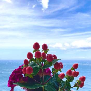 ユーミンつながりの皆さんに感謝の画像 by ヤンビビさん | バルコニー/ベランダとケイトウとヒペリカムとヤンビビ雑記帳と赤紫色の花とユーミンつながりの皆さんに感謝と海辺の風景と赤い花