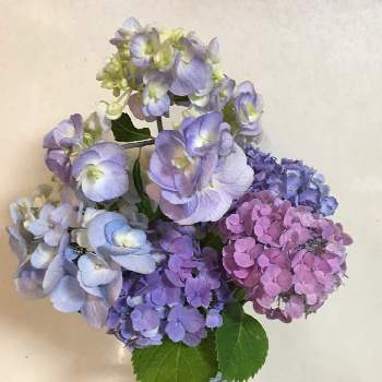 楽しい園芸の画像 by majical -jさん | キッチンとお庭のお花と癒しの植物と紫陽花♡と元気の源と花のある暮らしと楽しい園芸