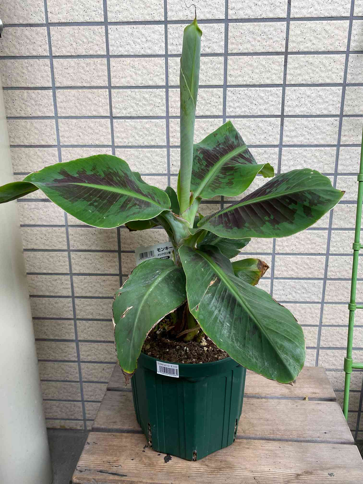 ドワーフバナナ 幼苗 緑色広葉　親株越冬してます。幹が、太くなってきてます。 ドワーフモンキーバナナ 6号大苗 - ゲキハナ感激安心のお花屋