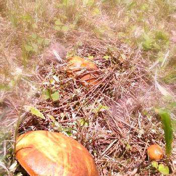 菌糸類の投稿画像一覧 Greensnap グリーンスナップ