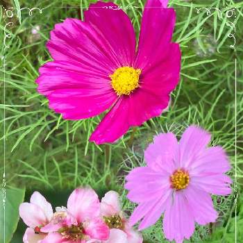 ピンク大好きの画像 by ブンブンさん | お出かけ先とコスモスとヒマラヤユキノシタとピンク大好きと優しい花とウォーキングの楽しみ