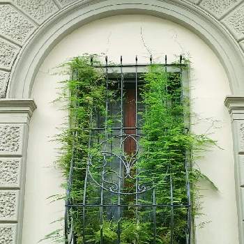 通りすがりの画像 by Fiordalisoさん | 窓辺と名前を教えて！と涼しげと窓辺の植物と海外と素敵な出会いと通りすがり