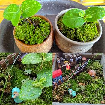 植物雑貨♪の画像 by natsumenobabaさん | バルコニー/ベランダとトベラと豆盆栽と幸せな時間と箱庭盆栽と植物雑貨♪とミニ盆栽