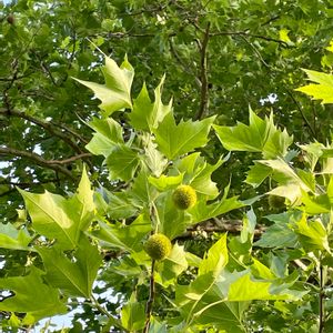 スズカケの実,スズカケノキ,木の実,大きな公園,植栽の画像