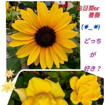 素敵な日曜日を✨の画像 by kikki-さん | 黄色の花ときいろの花と素敵な日曜日を✨