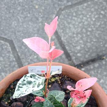 ピンクの葉っぱの投稿画像一覧 Greensnap グリーンスナップ