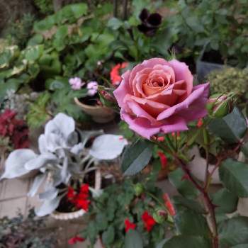 GSに感謝の画像 by 咲きちゃんさん | 禅 ローズと禅ローズ　禅とばら バラ 薔薇とありがとう♡とお気に入り♡としぞーか勢とGSに感謝と平和を願うと癒し…♡と花のある暮らしと武器ではなく花をと静岡県と綺麗だなぁと幸せな時間