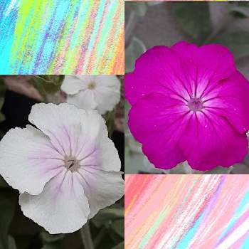 実家の画像 by まぁさん | スイセンノウとピンクの花と実家とピンクのお花と白いお花