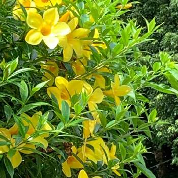 黄色いお花の画像 by ピーモモさん | お出かけ先とヒメアリアケカズラと日曜ビタミンカラー♪と沖縄と花のある暮らしと幸せの黄色お花と黄色いお花