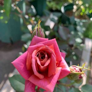 花壇,庭の花,植中毒,植栽,禅ローズの画像