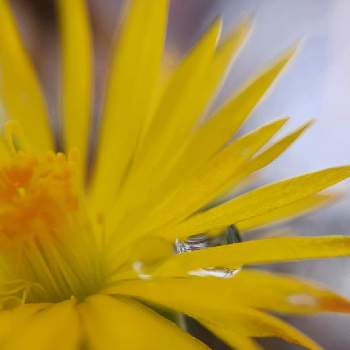 サンジソウの画像 by mimozaさん | エントランスとサンジソウと雨粒と日曜ビタミンカラー♪と雨粒シリーズ☆とmimozaの雨粒シリーズ