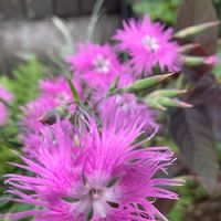カワラナデシコ,札幌から,ピンクの花,身近な自然,ピンクワールドへ ようこその画像