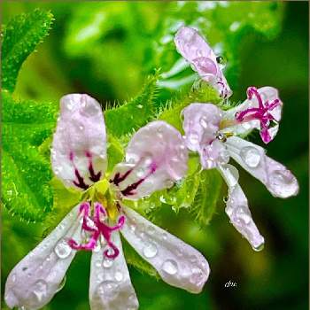 蚊香龍,ハーブゼラニウム,香りが素晴らしい,好きな花,小さなお花の画像