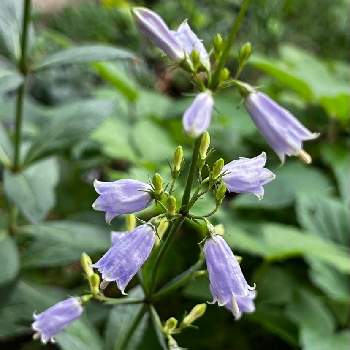 ツリガネニンジン,紫色の花,チーム・ブルー　No.110,shizuku's garden,青い花マニアの画像